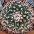 Collecion de Susana-R-