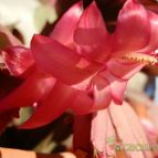 Collecion de Susana-R-