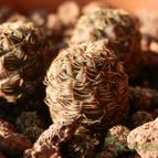 Collecion de Susana-R-