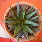 Collecion de Susana-R-