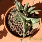 Collecion de Susana-R-