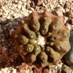 Collecion de Susana-R-