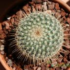 Collecion de Susana-R-