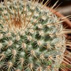 Collecion de Susana-R-
