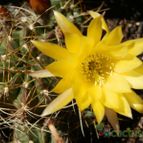 Collecion de Susana-R-