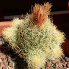 Collecion de Susana-R-