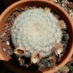 Collecion de Susana-R-