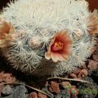 Collecion de Susana-R-
