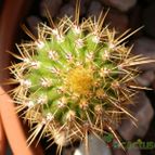 Collecion de Susana-R-