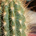 Collecion de Susana-R-