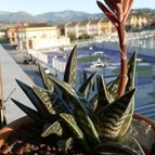 Collecion de Susana-R-