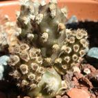 Collecion de Susana-R-