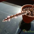 Collecion de Susana-R-