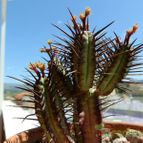 Collecion de Susana-R-