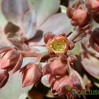 Collecion de Susana-R-