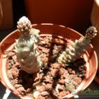 Collecion de Susana-R-