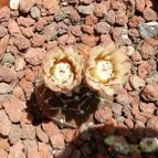 Collecion de Susana-R-