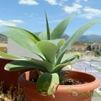 Collecion de Susana-R-