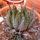 Collecion de Susana-R-