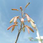 Collecion de Susana-R-