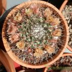 Collecion de Susana-R-