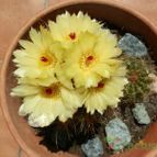 Collecion de Susana-R-