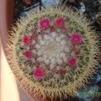 Collecion de Susana-R-
