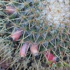 Collecion de Susana-R-