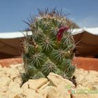 Collecion de Susana-R-