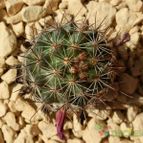 Collecion de Susana-R-