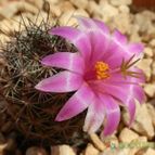 Collecion de Susana-R-