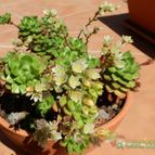 Collecion de Susana-R-