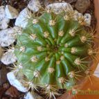 Collecion de Susana-R-