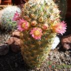 Collecion de Susana-R-