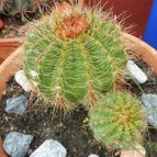 Collecion de Susana-R-