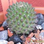 Collecion de Susana-R-