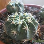 Collecion de Susana-R-