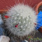 Collecion de Susana-R-