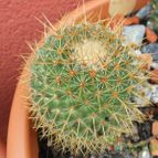 Collecion de Susana-R-