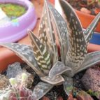 Collecion de Susana-R-