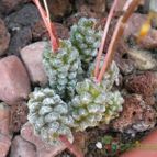 Collecion de Susana-R-