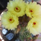 Collecion de Susana-R-