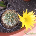 Collecion de Susana-R-
