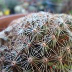 Collecion de Susana-R-