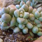Collecion de Susana-R-