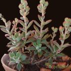 Collecion de Susana-R-