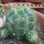Collecion de Susana-R-