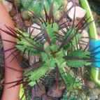 Collecion de Susana-R-