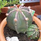 Collecion de Susana-R-