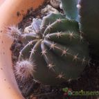 Collecion de Susana-R-